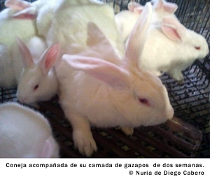 conejos